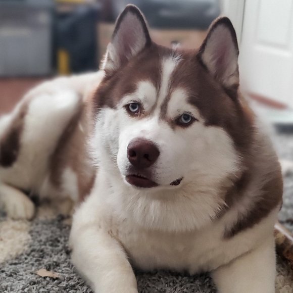 Meet your Posher, Lea - Picture 3 of 6